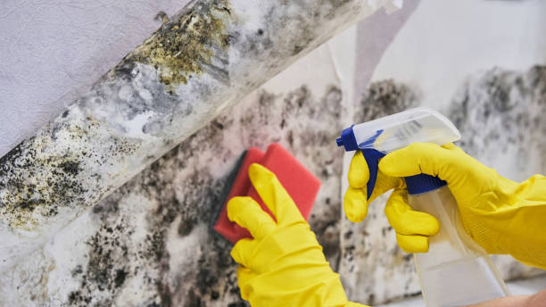 Best Environmental Consulting for Mold Prevention  in Lyons, KS